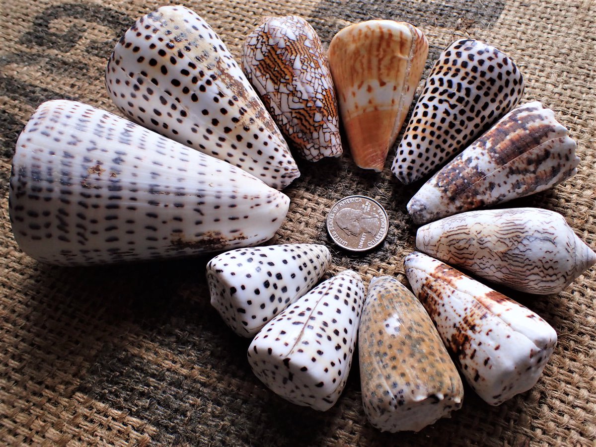 HAPPYMARINSHELL's tweet photo. 英語でコーンシェル（cone shell） 工事現場に立つ赤いやつ▲▲▲　
日本語のイモガイよりもしっくりくる😁

#coneshell #pukashell #seashell #okinawa #イモガイ https://t.co/N63BLhA7Hx