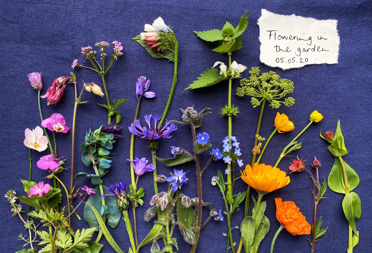 I post photos &amp; videos here that harness research into the ways nature can improve our mental health.

This imagr of what’s blooming in my garden might look ‘pretty’ but I used 3 pieces of research to maximise the chances of this photo lifting your mood &amp; alleviating anxiety: