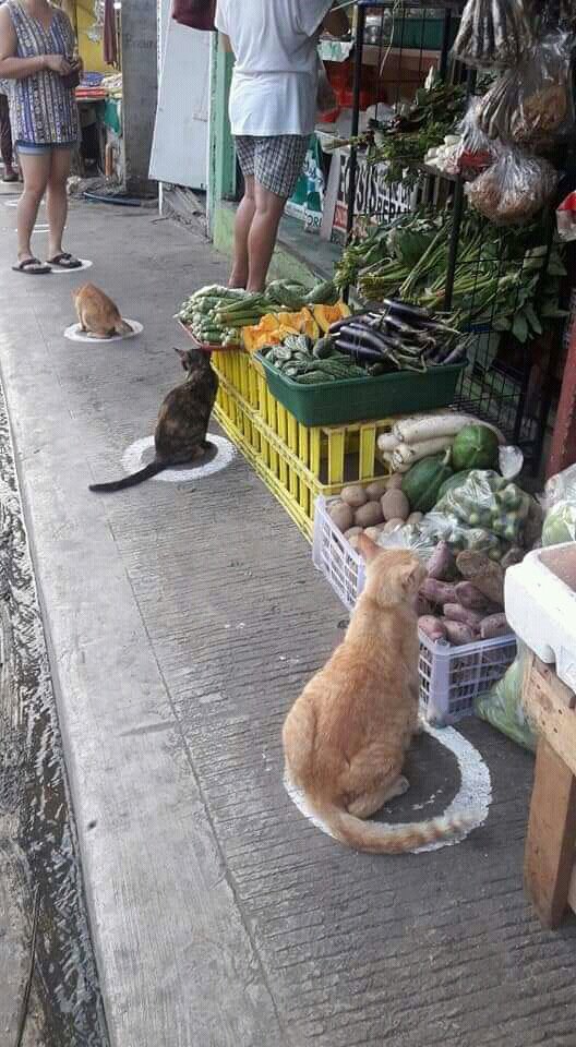 coarmena's tweet photo. 😻😂 smart kitties on social distancing...more hooman ❤❤🐈 https://t.co/4xoq9yseVa