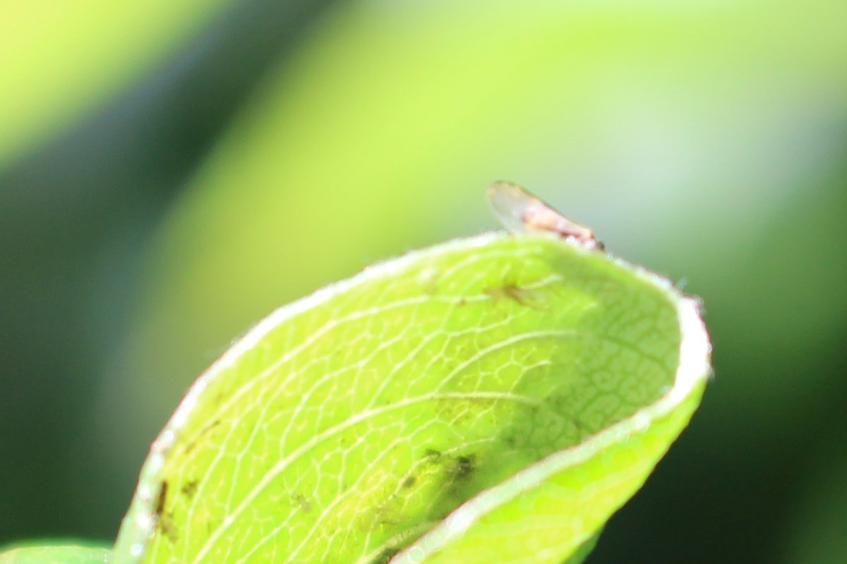 Koppert_France's tweet photo. #biocontrôle des ravageurs des #vergers : c'est le moment d'appliquer LOVELL, nouvel insecticide et acaricide de biocontrôle @Koppert_France homologué contre pucerons, psylles, cochenilles et acariens sur fruits à pépins et à noyaux. En savoir plus : https://t.co/nz3leKghhm https://t.co/roD2a4zSUK