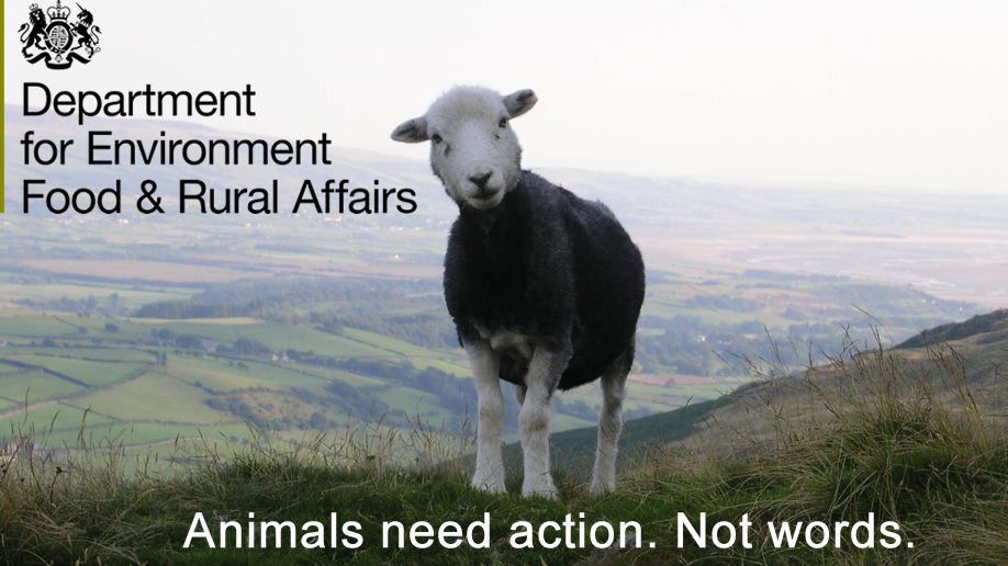 ❗ URGENT ❗ Act before 5 pm today! 

Tomorrow the Agriculture Bill returns to Parliament and we need MPs to support amendments that will protect farmed animals and prevent lower welfare imports. 

Please use this link to contact your MP now: bit.ly/2LlyBXs