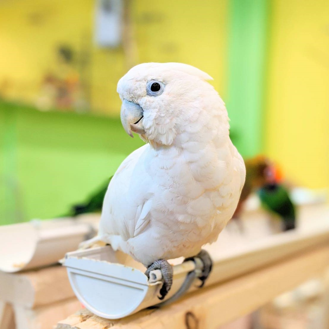 鳥のいるカフェ千駄木店 على تويتر ご予約の ソロモンオウム ちゃん1羽 お迎え頂きました 甘え上手の可愛い男の子でした ソロモン オウムはsold Outですが5月末 6月には またまた沢山の鳥さん達が仲間入り予定です お楽しみに 販売 オウム インコ 鳥の