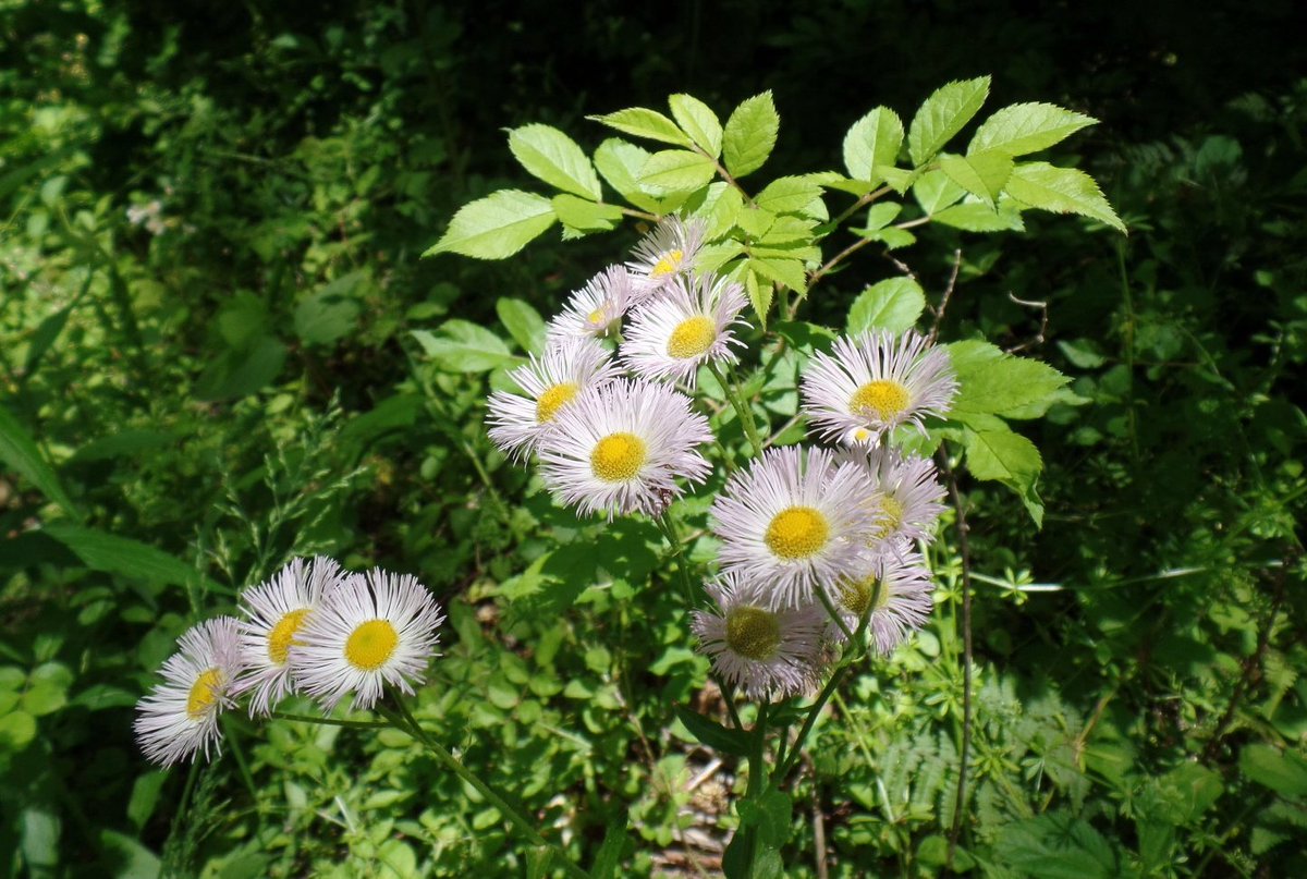 BlueRidgePeace's tweet photo. #wildasters growing along the path of my walk yesterday.
#hangingrockstatepark https://t.co/38JrSHbRIi
