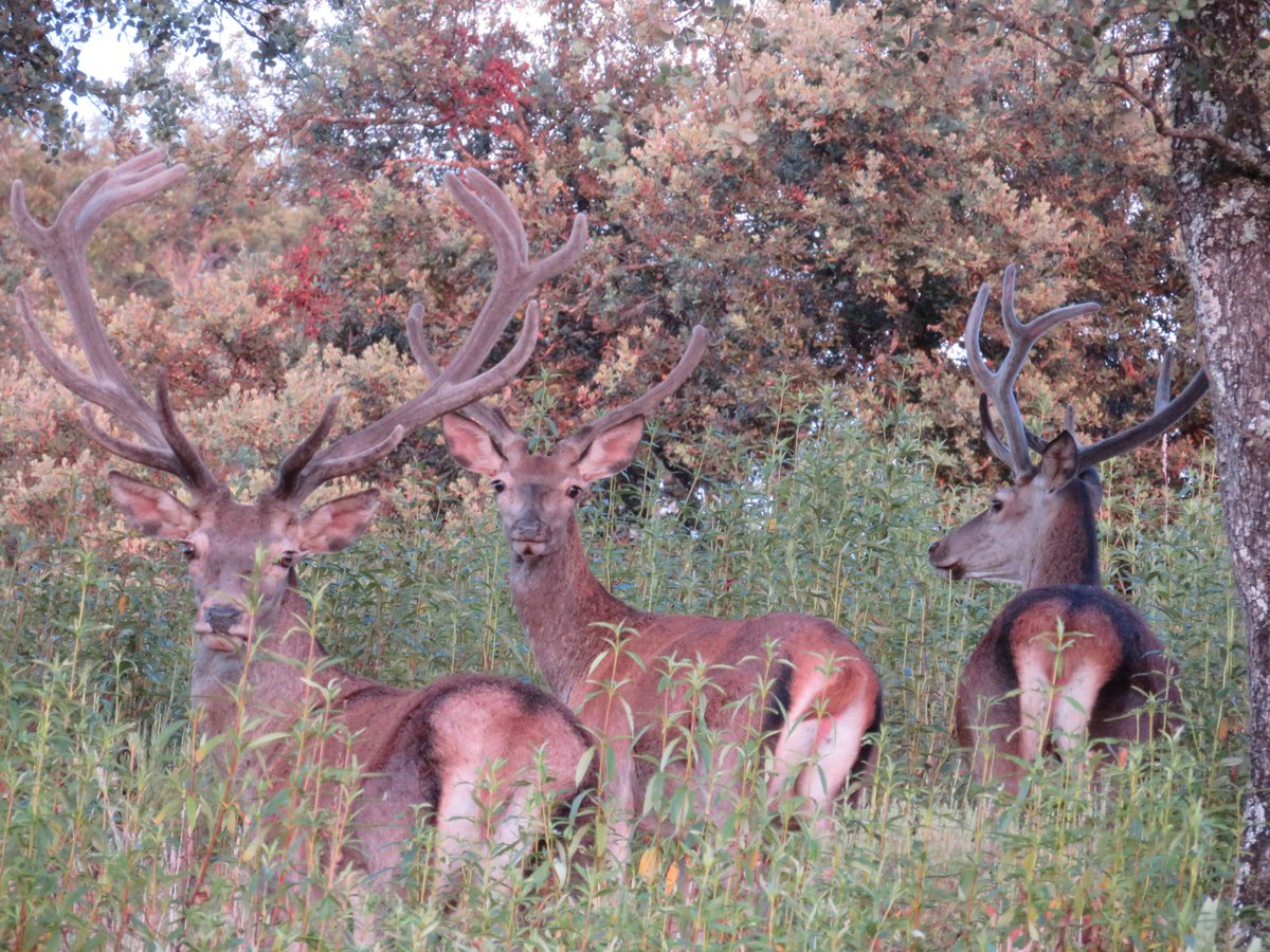 Publicada la Orden de Vedas en el #BOJA de hoy
+INFO en la sección de Novedades de asajacordoba.es