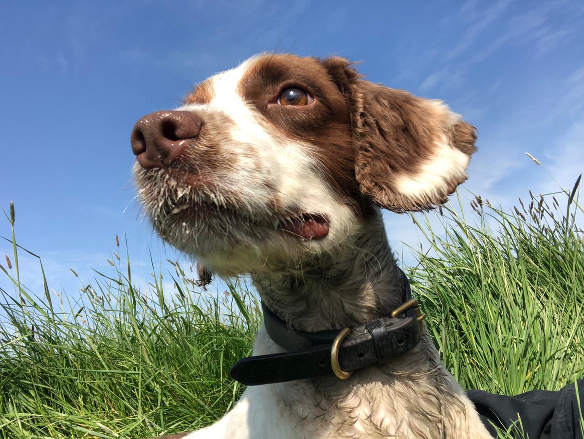 KPTacOps's tweet photo. #sunsoutgunsout! Our #specialistsearch #gundog Clay looking sharp sporting a new #warmweather #haircut. A right little #thieftaker whose hobbies include #swimming #chewingbones &amp; #lookinggood NM https://t.co/Dh5jAN6VBt