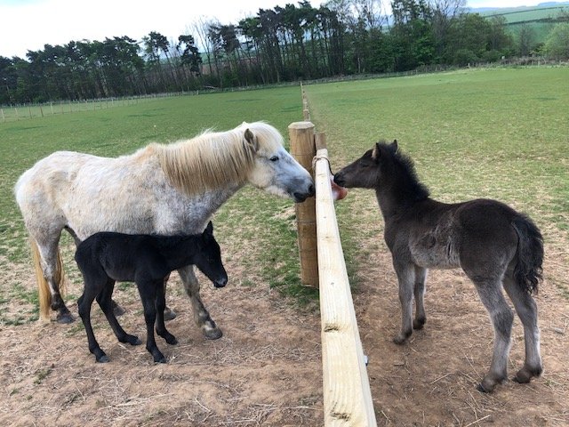 SmallholdersUK (find us on BlueSky) tweet media