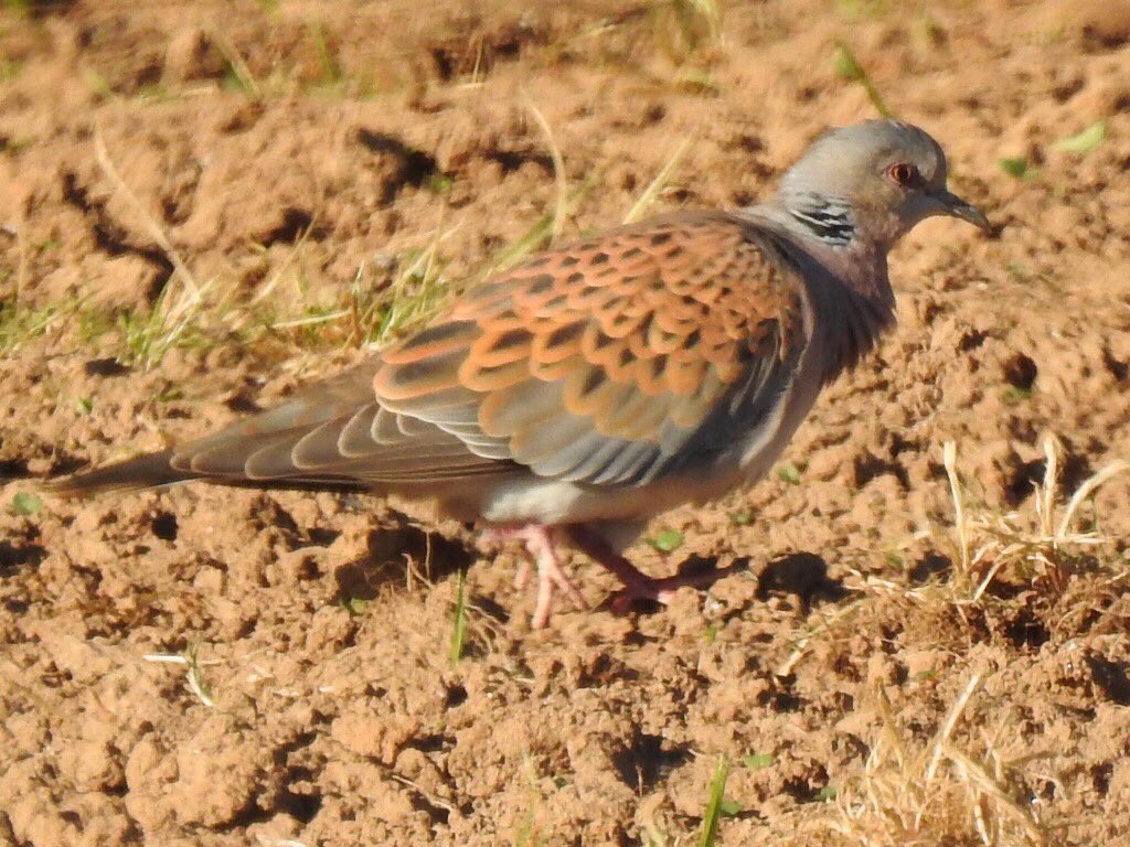 Lovely to see this Turtle Dove a few minutes from home this morning- found by Mike Blaver on his daily walk #turtledove #patchgold #devonbirds