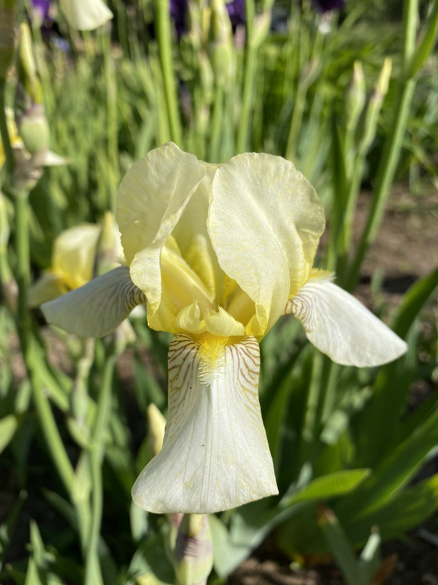 IrisesSeagate's tweet photo. A more relaxed post! #stressful #reopening !  TB iris ‘flavescens’ a historic that’s holding its own amongst some of the darker iris in our beds! #flavescens #historiciris #irislove #irismad #irisbloom #lincolnshire https://t.co/OTvbtVkIGU
