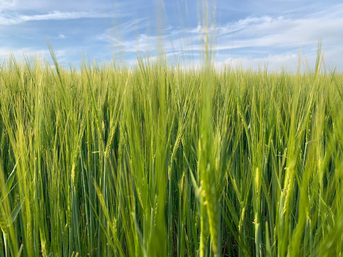 Rohstoff in Bioqualität, reift schön heran auf unseren Spitalfeldern!!