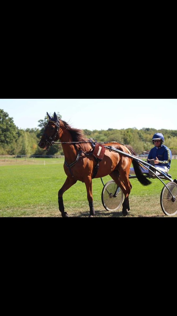 Mon Fakir de Mone court ce soir à @vhpofficiel à 18h55 pour une rentrée ... Mais quel plaisir de la voir courir dans le temple du trot !!! 😍 a suivre sur <a href="/equidia/">Equidia</a> 💪#courses #vincennes #fakirdemone #pmu #plaisir <a href="/nicolastourriol/">Nicolas Tourriol</a> @BaptSantamaria #jpraffegeau