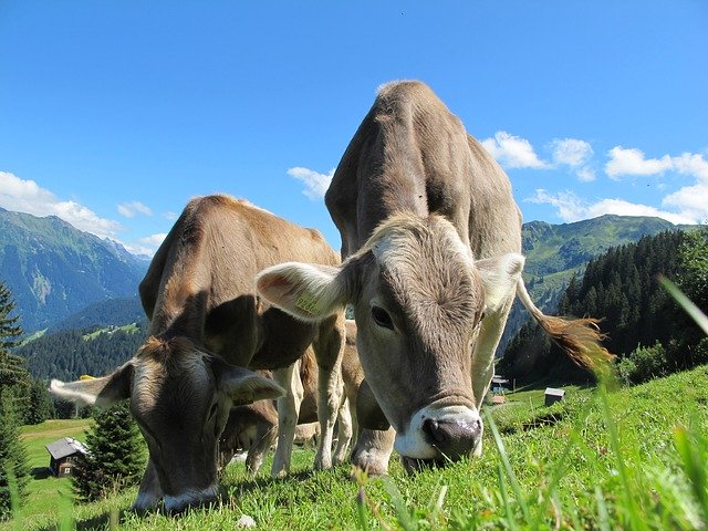 RAEinforma's tweet photo. Consultas de la semana | Si llevo una vaca en la baca del coche y se me caen las dos, ¿cómo lo escribo? ¿«Las dos vacas» o «las dos bacas»?

Ese plural se puede decir, pero no escribir, pues «baca» y «vaca» son voces homófonas, pero no homógrafas. https://t.co/rA7LigrjLO