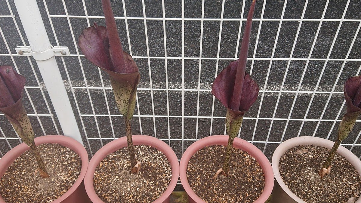 こんにゃくの花