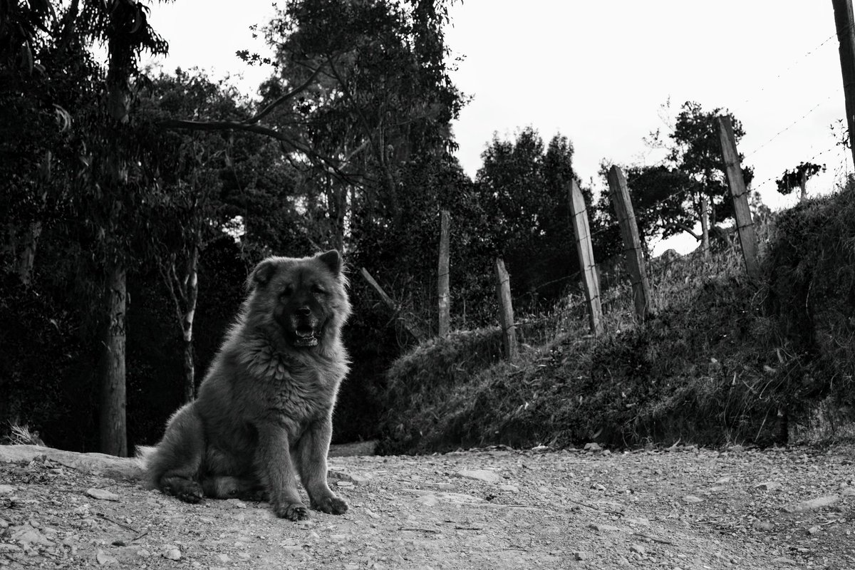 UltraLuciel's tweet photo. Remembrances of pretty thoughts without memory.
#dogphoto #bnw_shot #natureasart #memory #oblivion #remembrance #loneliness #doglover #photography #photogram #bnwmood #photo #darkroom #photographer #blackandwhite #light #blackandwhiteworld #monochrome #travelartist #bnw_artstyle https://t.co/0E82yUdioB