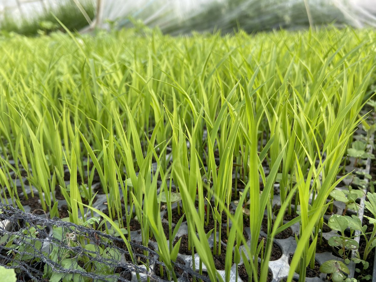perfectgorira51's tweet photo. 稲フサフサしてきました🌾 https://t.co/w919nNlOOv
