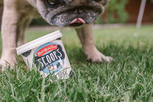 Join us all celebrating #TongueOutTuesday with a frozen ice cream treat for our favourite furry friends 😍🍦#ScoopsIceCreamforDogs #DogIceCream