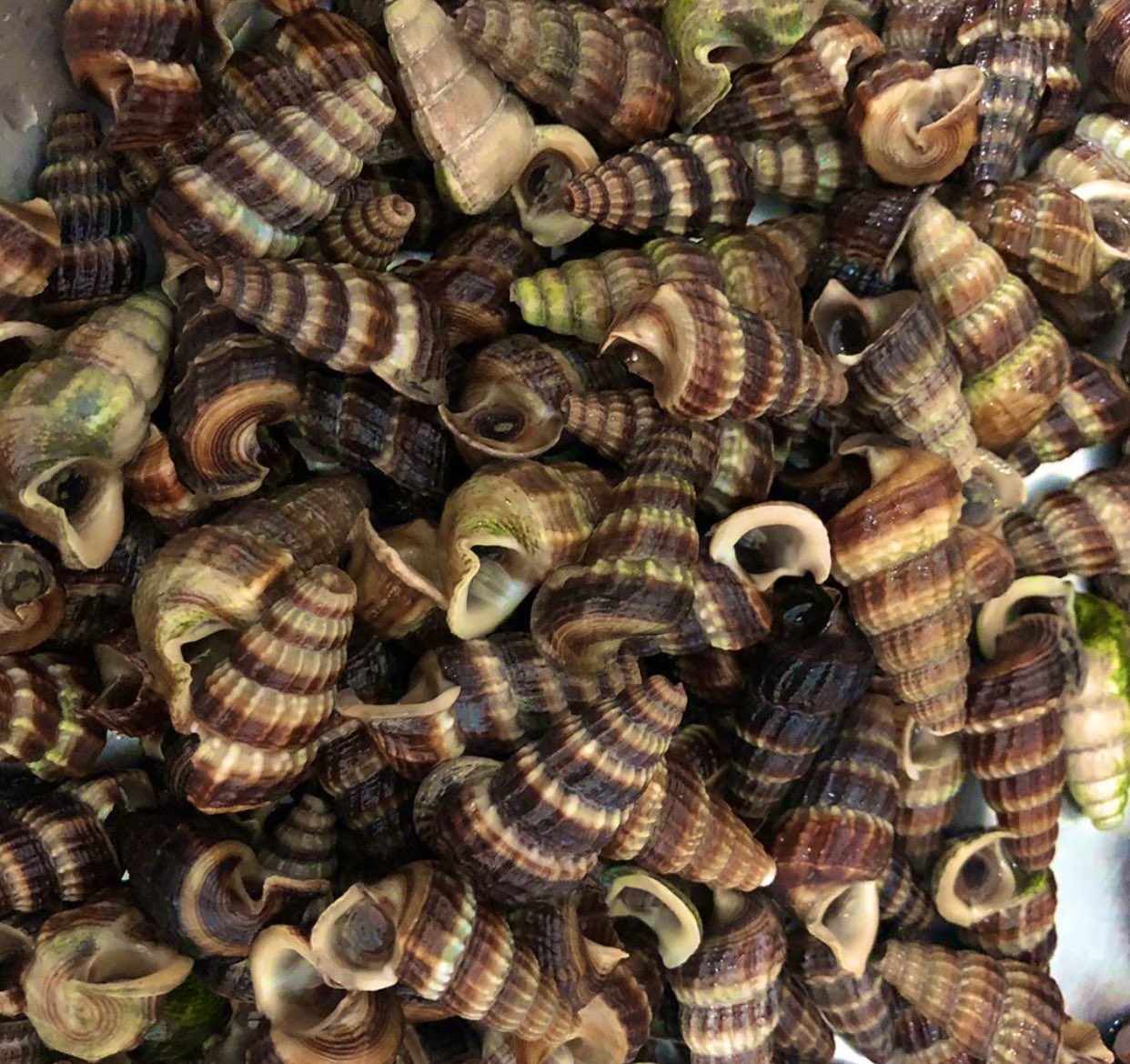 Kerang sekilo 2021 harga Harga Getah