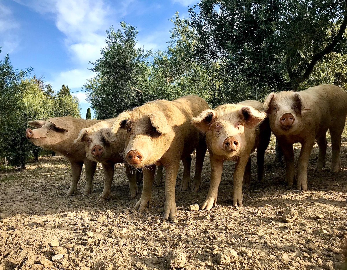 We love our pigs so much we gave them an olive grove. They live here in a semi-wild status eating grasses, insects and roots combined with organic corn, barley and broad beans.

#podereilcasale #organicfarm #pienza #tuscany