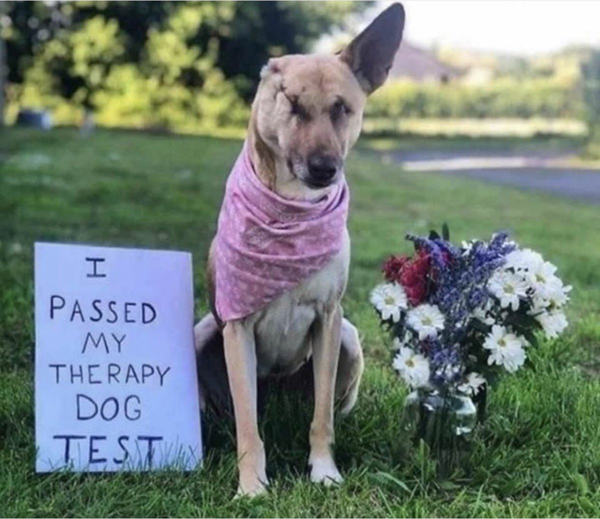 certify my dog as a therapy dog