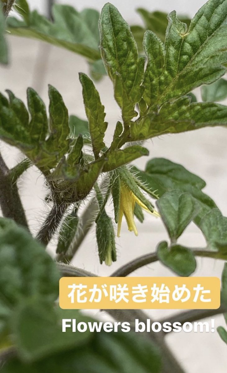 ニノのストーリーって物語性があることが多いよね😚🍅 トマトだけじゃなくて自撮りもあるとなお良きだったわ(聞いてない)