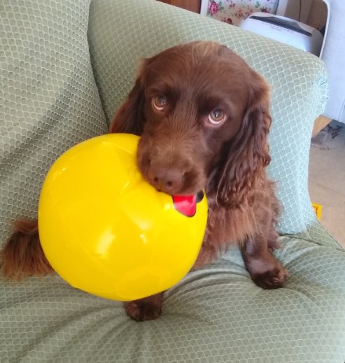 VetITPMS's tweet photo. Our team at VetIT have some pretty special co-workers at home helping us support our clients! Who's supporting you?  Tell us or show us with your own posts, we'd love to see them 😊🐶 https://t.co/Wut5Uiw02p