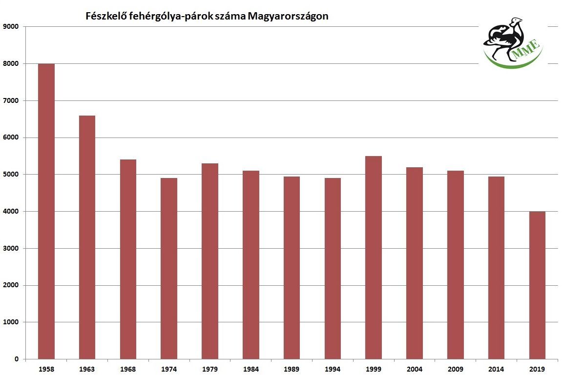 Évtizedek stabilitása után közel negyedével csökkent a hazai fehérgólya-állomány az utóbbi öt évben mme.hu/kozel-negyedev…