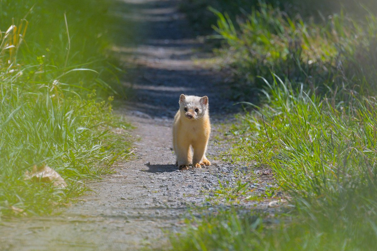 うっぱ てん テン てん 野生動物 野鳥 野鳥写真 野鳥撮影 野鳥観察 野鳥倶楽部 バードウォッチング 野鳥のいる風景 動物写真 写真好きな人と繋がりたい Bird Birds Nikon 青森県 津軽