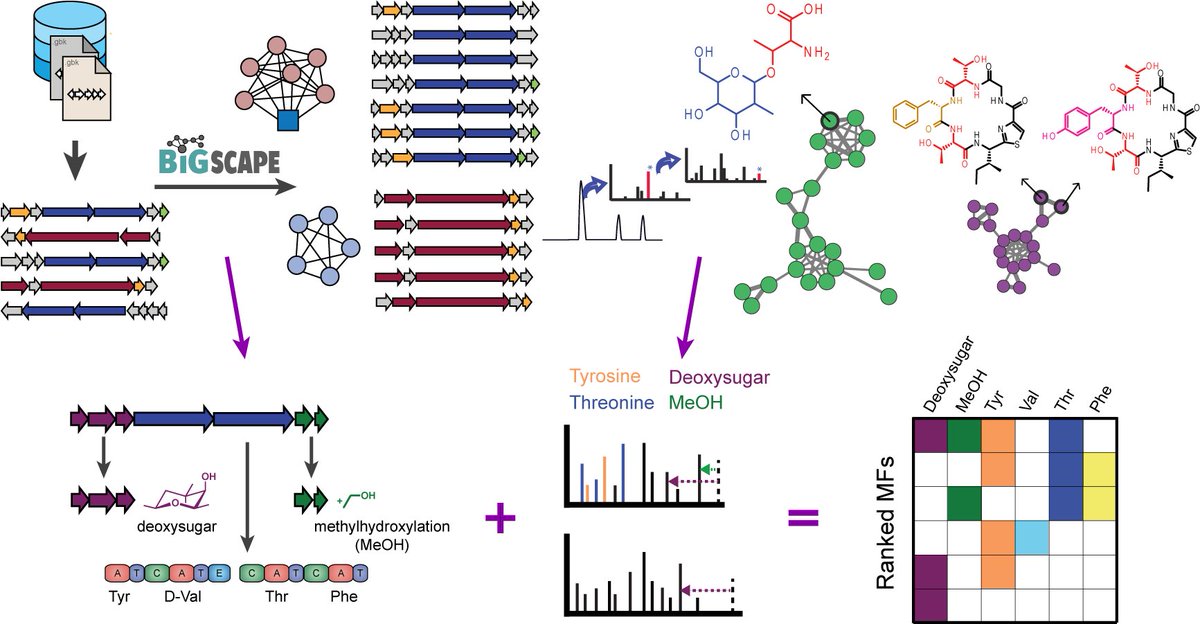 It is such a pleasure to see the fields of #genomemining #genomics and #metabolomemining #metabolomics coming together during recent years. In our review, we foresee a bright future linking structural information from the #genome and #metabolome! 😎 
pubs.rsc.org/en/content/art…