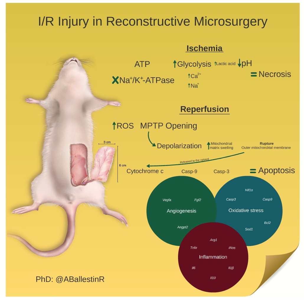 ABallestinR's tweet photo. Are you able to summarize your #thesis in a Post It📑?
"#Stemcells and #microvesicles to modulate the complex physiopathology of ischemia-reperfusion injury in reconstructive #microsurgery"
@DoctorandosUEx #TesisEnPostit #phdchat #PostItNotePostdoc #plasticsurgery #PostItNotePhD https://t.co/coLdnotVCw