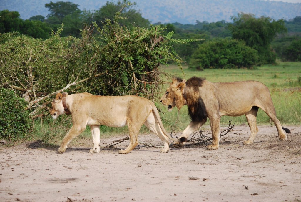 VisitRwandaTV's tweet photo. Wow! Here they are, Kazi the female and Ntwari the male, two of the 7 brave pioneers of the lion population that #Akagera has now. U can't visit now in #Rwanda but hope u're Curious&amp; Can't wait to Come to see this family. So don't worry #Visitrwandasoon is loading #RwOT https://t.co/1hmCHwW3uB