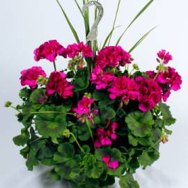 Did you miss getting your mom something for Mother's Day? There is still time to remind her you love her with this hanging Geranium Basket!
#flowers #tuesdayThoughts

cameronsflowershop.com/product/5ea9d0…