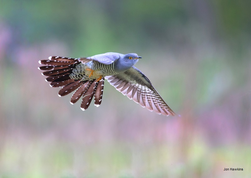 WildlifeTrusts's tweet photo. Cuckoos are returning from wintering grounds in tropical Africa. Have you heard the male's "cu-koo” call yet? 🐦🎵 https://t.co/Wa3IQ4mUFT