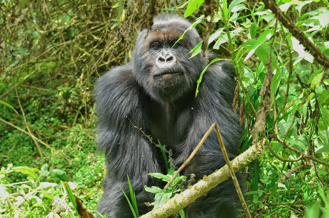 VisitRwandaTV's tweet photo. Hello dear friends? On 1Side am really alone here coz it's been long time, but I don't blame you bcz what's important is life, am not giving up I know you miss me as I do but don't worry #Visitrwandasoon is loading then we can meet again. #gorillas #Rwanda #RwOT #Akagera https://t.co/SjeSYaYGvh