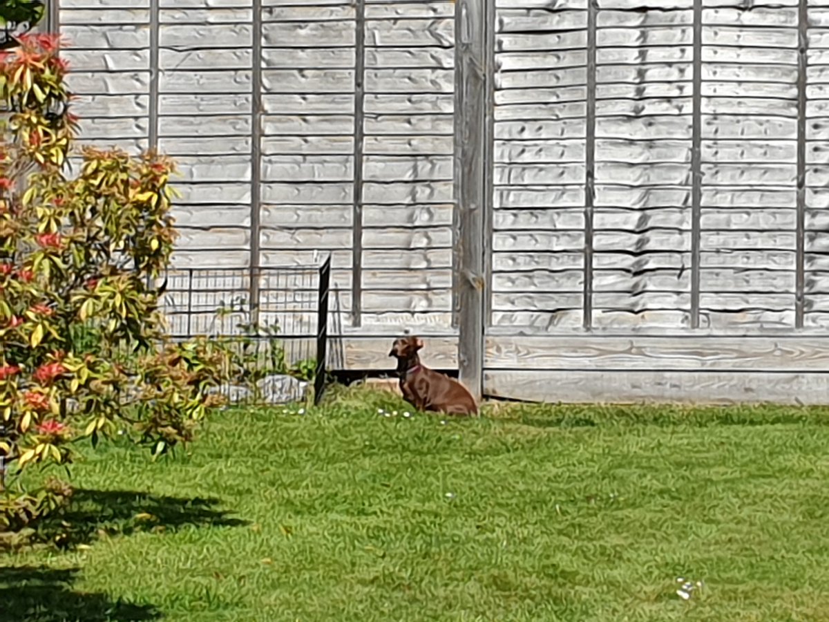 ediesausage's tweet image. Mixing it up today with MOUSEWATCH 🐭👀 and PIGEONWATCH! 🐦👀 #stayingalert  #dogsoftwitter #sausagearmy