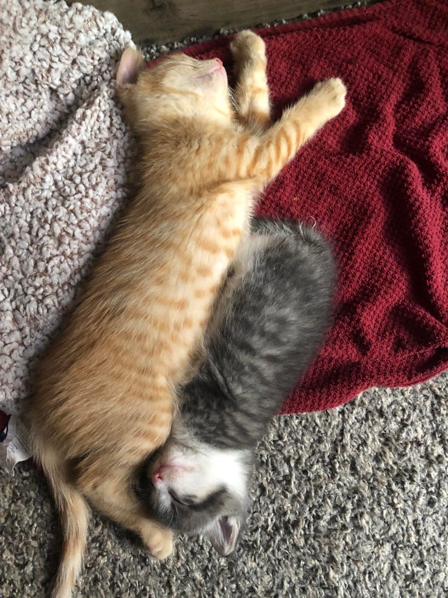 MeowMoeDotCom's tweet image. Different #Litters but best #Buds at first #SIGHT 🤗 Who else’s #Kittens are always #Snuggling?
 
#Cats #Cat #Kittens #Kitten #Kitty #Pets #Pet #Meow #Moe #CuteCats #CuteCat #CuteKittens #CuteKitten #MeowMoe
 
#Elses
 
meowmoe.com/632854/differe…
 
.