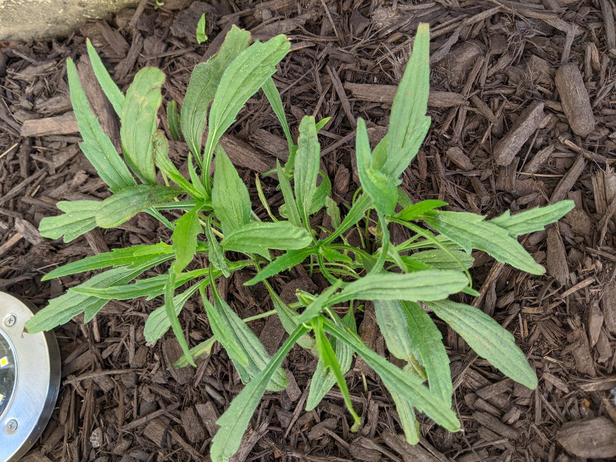 rachelrdesigns's tweet photo. killing it with my landscaping this year. I planted a weed and it's thriving. #greenthumb https://t.co/MuTyXNvQce