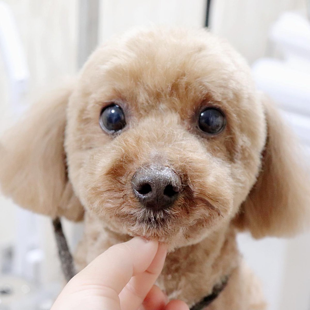 crown92304198's tweet photo. 甘えんぼロコくん💕
今回もとってもいい子に頑張ってくれました☺️
またのご来店を心よりお待ちしております🐾
＊
#トリミング #トリミングサロン #ドッグサロン #trimming #大阪 #深江橋 #トリマー #trimmer #doggroomer #dogstylist #いぬら部 #犬バカ部 #かわいい #犬 #dog #トイプードル https://t.co/AvtJXV2lfM