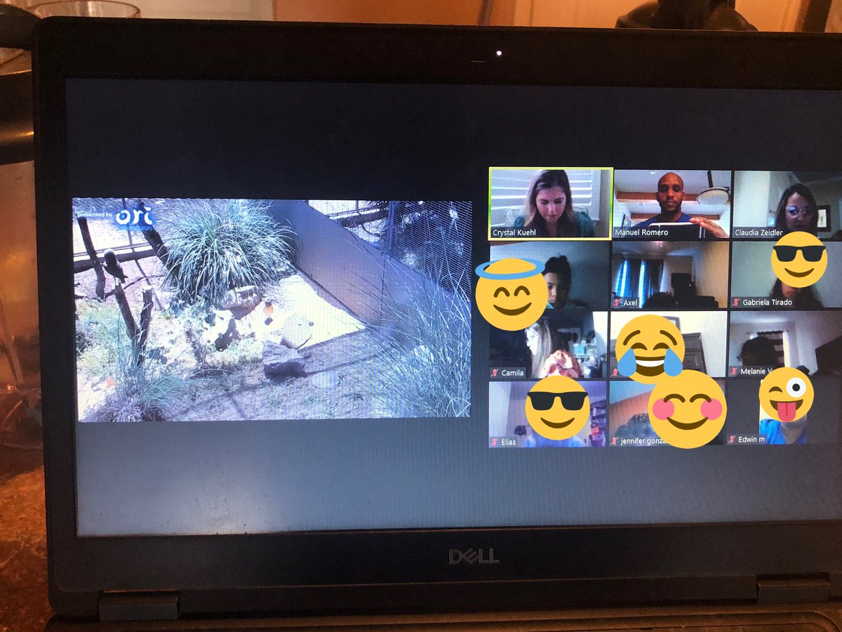 RomeroPR22's tweet photo. Today we had so much fun doing a virtual visit to the San Diego Zoo 🐒🐯🦉🦒🦛🐘 #DreamBig #myirvingisd @kuehlscience @ZeidlersReaders  Thanks Mrs.Rayl for the resource @keyeslibrary @KeyesTigerCubs https://t.co/UKUTan85SU