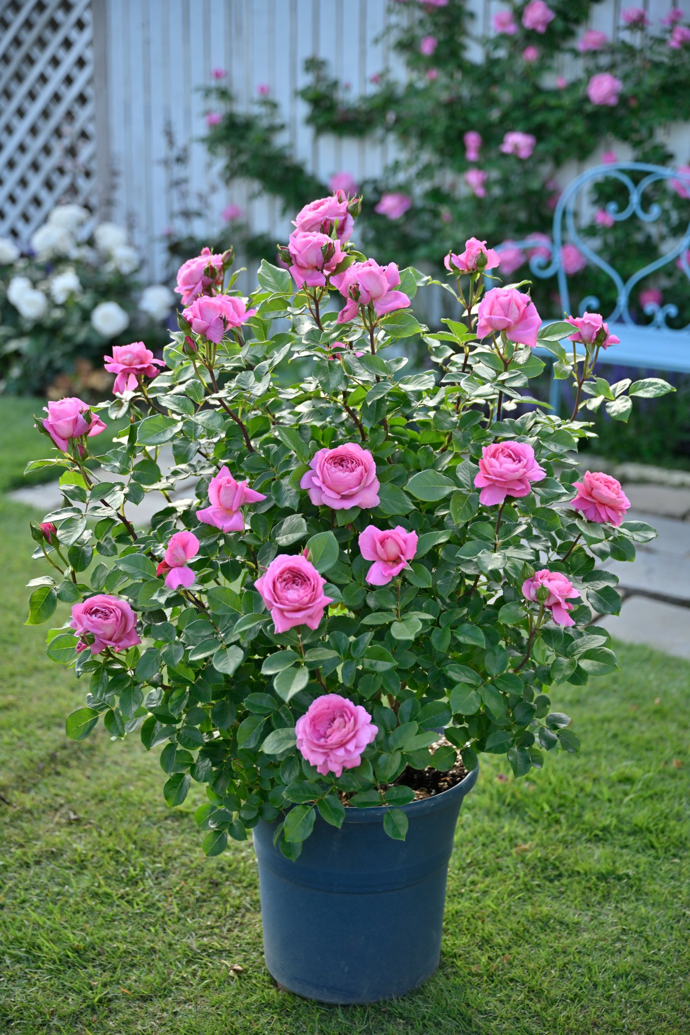 花ごころ通信 公式 フラゴナール 開花の様子です 鉢植えでシンプルに トレリスやフェンスに仕立てたり楽しみかたはいろいろです 冬の様子もご覧ください T Co Ebkuznoghb バラ フレンチローズ バラ栽培 France デルバール