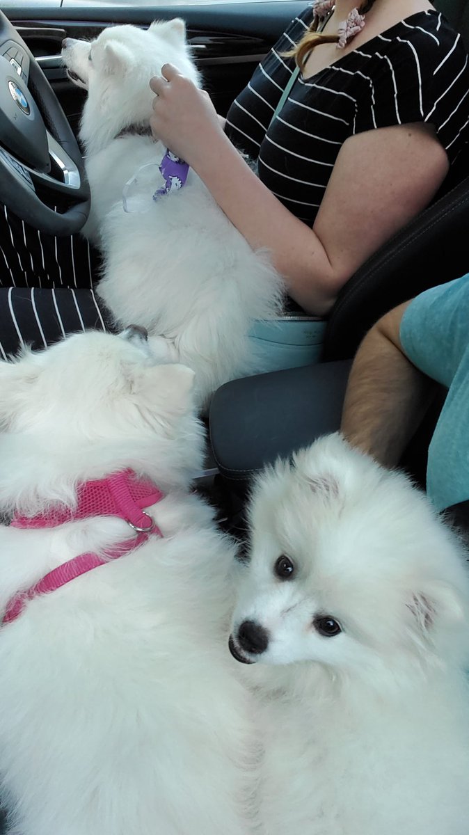 jacksfilms's tweet image. Trips to the vet are now 3x more fun