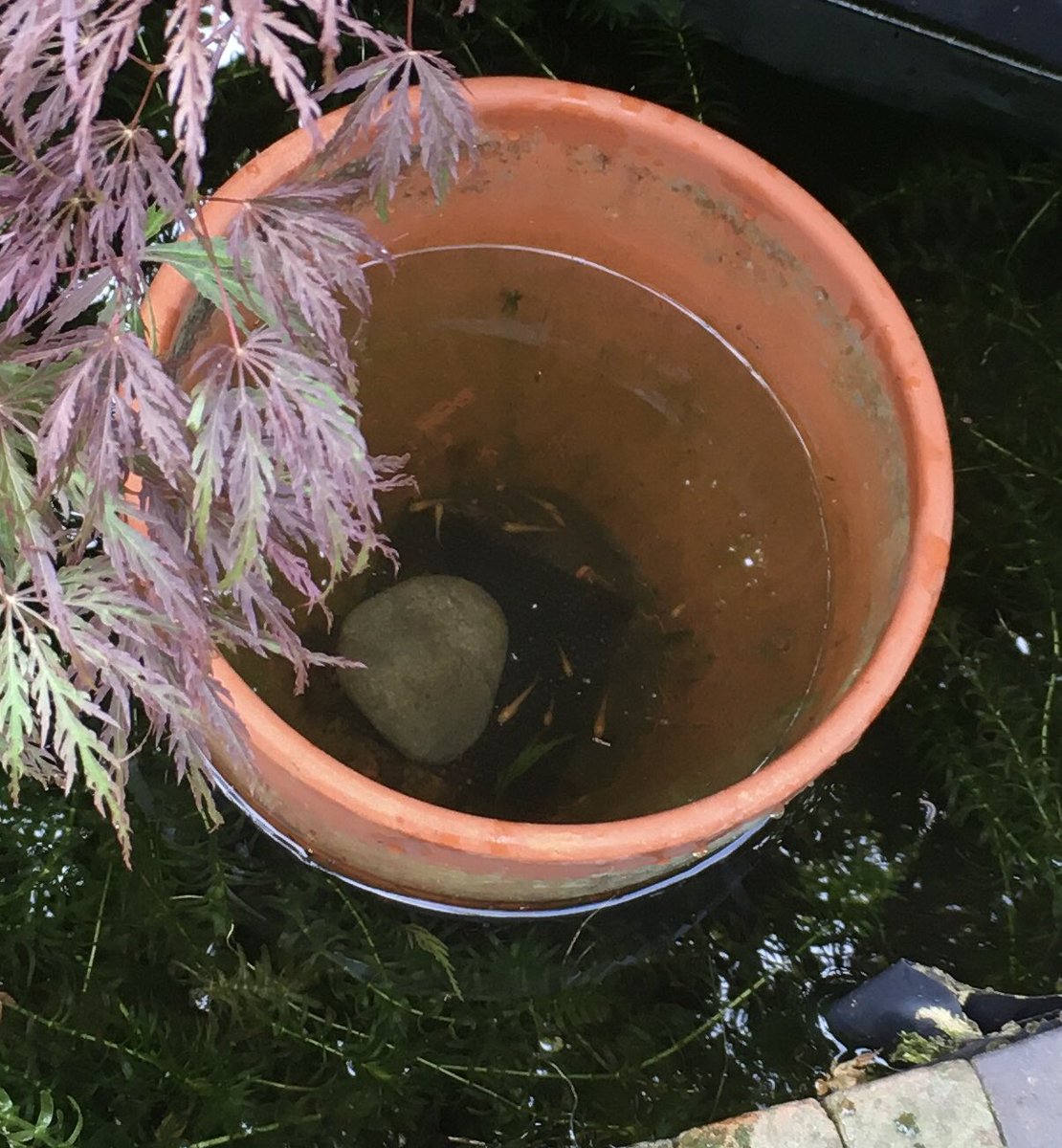 福山庸治的日常 懲りもせず メダカ10尾購入 とりあえず狭い保護区で 写真撮影後に梅花藻を入れる 植木鉢の下穴で池の水と繋がっているため 水質がそう悪くなることはないと思うが 酸素が不足するようだと 小型の水作 エア濾過器 を入れる