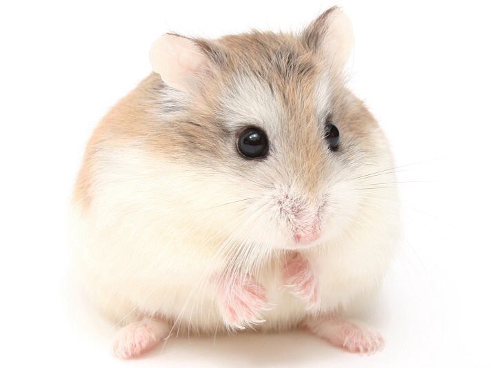 cute hamsters; a short thread