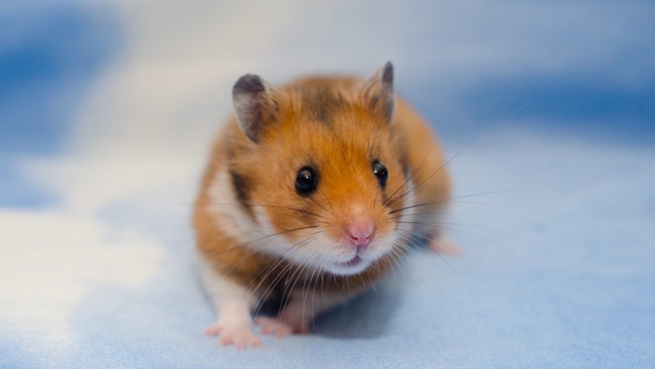 cute hamsters; a short thread