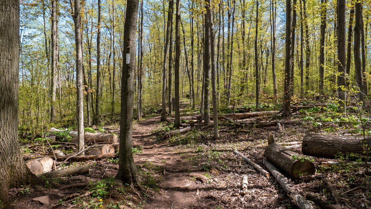 Long before I started <a href="/OntarioHiking/">Lauren | Ontario Hiking</a>, I've written #hiking guides on this #travel blog. In 2013, I set a long term goal to hike the entire #BruceTrail (900km!)

You can see all of my Bruce Trail hikes in one place here: justinpluslauren.com/bruce-trail-hi… 

Do you have any hiking goals?
