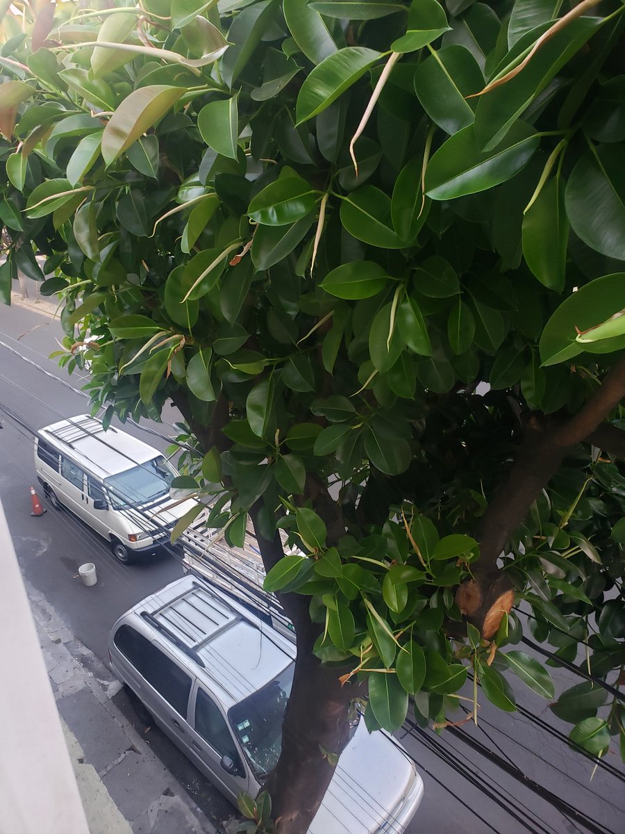 aleitta's tweet photo. Unas ramas de este árbol se están cayendo y pueden pegarle a cualquiera en la cabeza, aunque sea hay que podarlo por favor @AlcaldiaMHmx !!!! https://t.co/3eeCX7jpOA