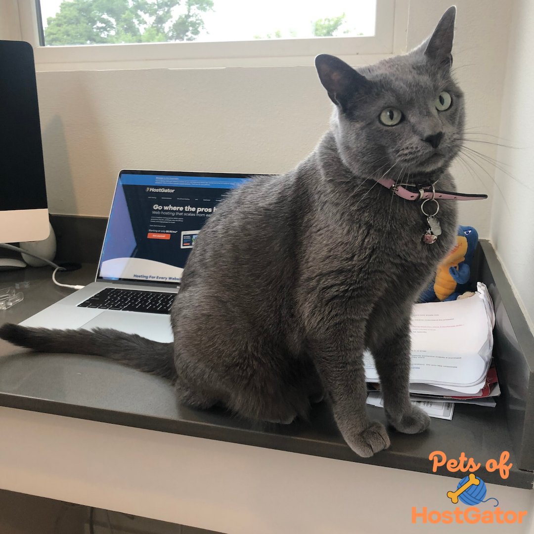 HostGator's tweet photo. For your afternoon viewing, it's Poppy! 
You could call her a chill cat. When she's not sleeping, she can be found watching the world from a windowsill, or walking across the nearest keyboard. #petsofhostgator #favoritedistraction https://t.co/et6qoORFRR