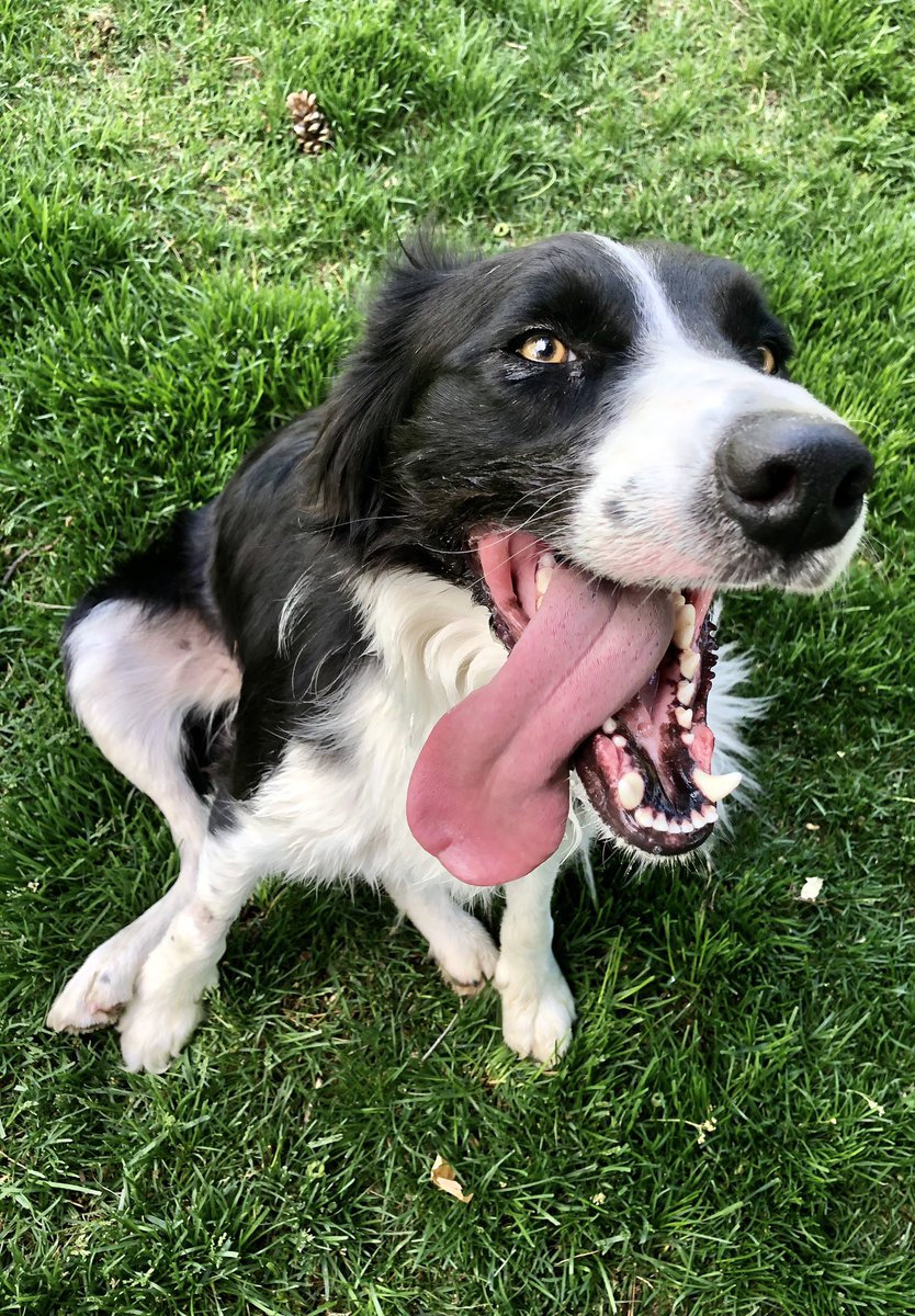 WilmaBenton19's tweet photo. Nash always takes #TongueOutTuesday very seriously! 
#BorderCollie #dogsoftwitter https://t.co/hPwrYQbBAC