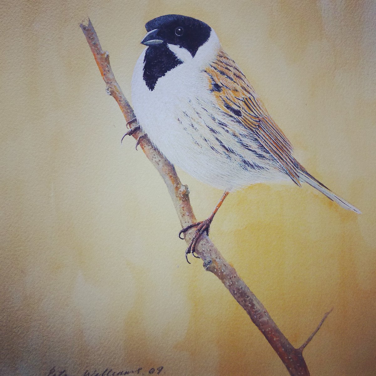 Peter__Williams's tweet photo. Watercolour by the late Peter Williams. .
.
#wildlifeart 
#watercolorpainting 
#wildlifeartist 
#watercolor 
#wildlifepainting 
#wildlifepaintings
#nature 
#art #ArtistOnTwitter https://t.co/eLaGxw6K3q