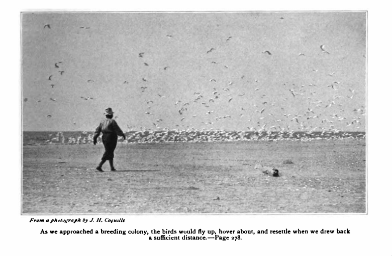 Roosevelt toured Louisiana's barrier islands, including East Timbalier, in 1915. He was a hardcore birder, and scribbled tons of notes about the pelicans, skimmers, terns and other birds he saw.