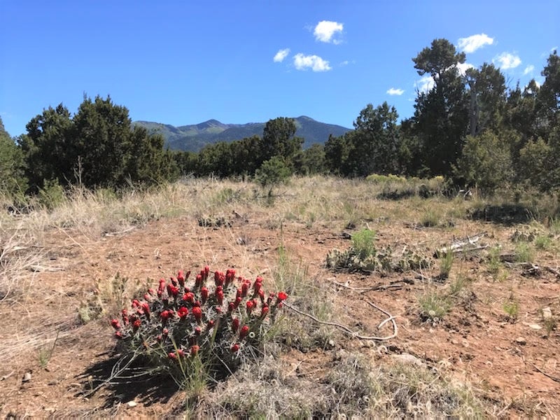 New Mexico Mountain Properties on Twitter "Privacy and seclusion can