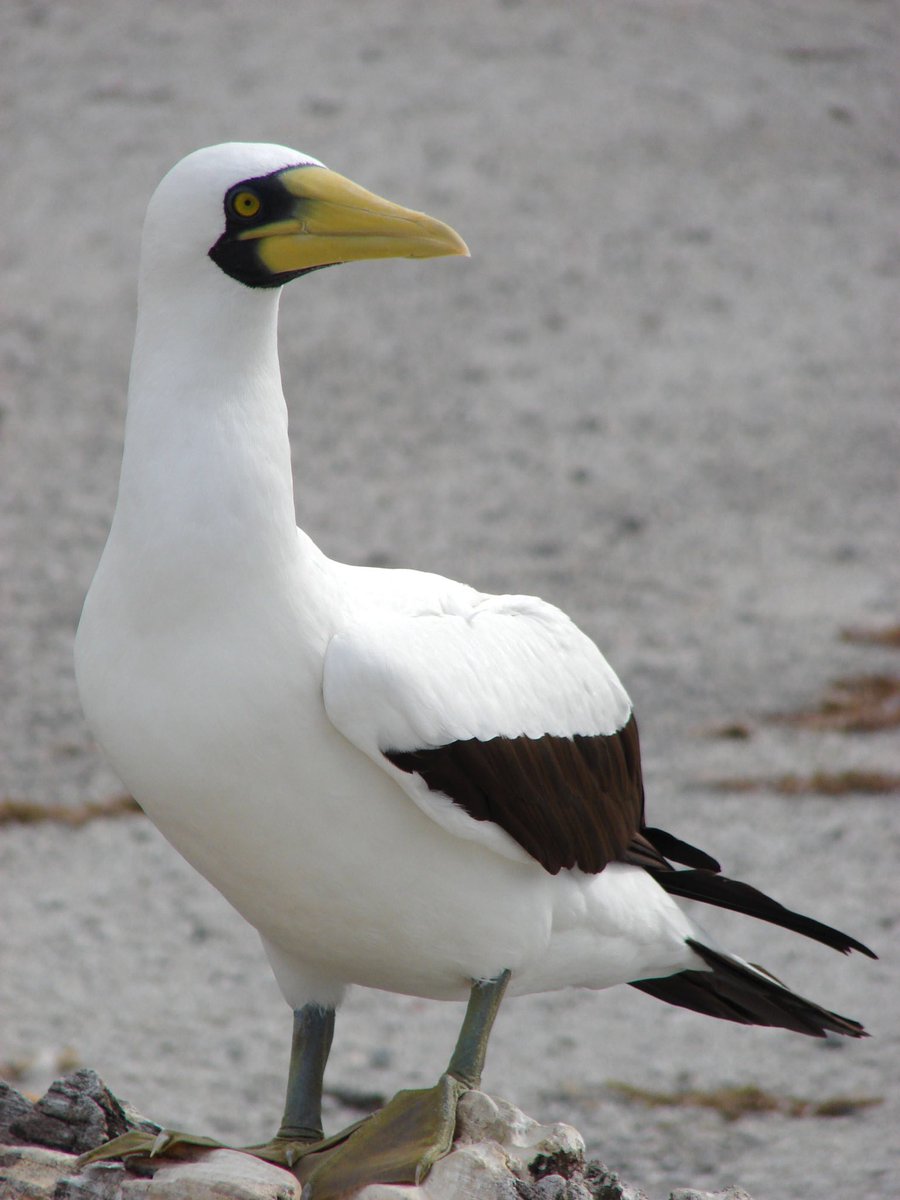 2) Hatching rates among boobies like masked or Nazca boobies are not so good. So to ensure success the female lays two eggs. If both hatch, the parents quickly facilitate a fight to the death wrestling match between siblings, where the loser is ejected from the nest.*